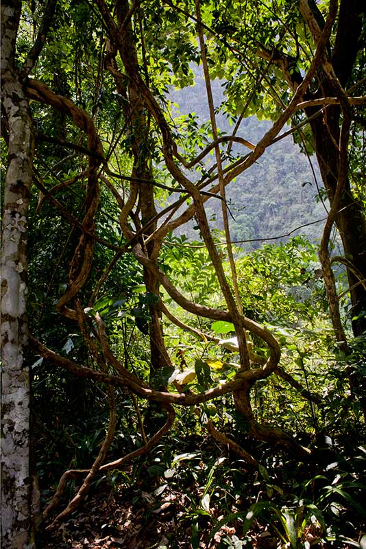 Strong Vines Strong Vines