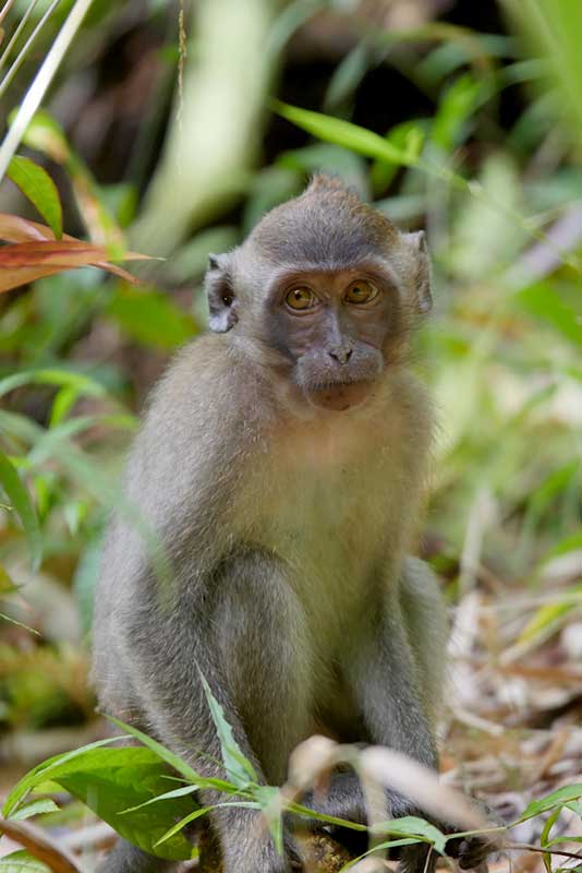 Khao Sok monkey