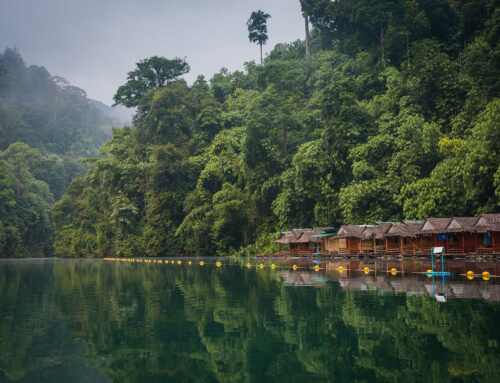 A Majestic Khao Sok Safari