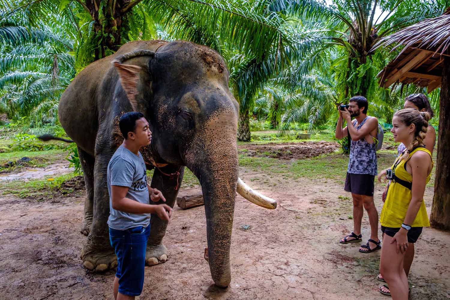 elephant tourism in thailand