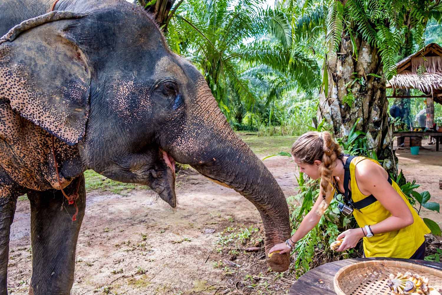 Feeding an elephant