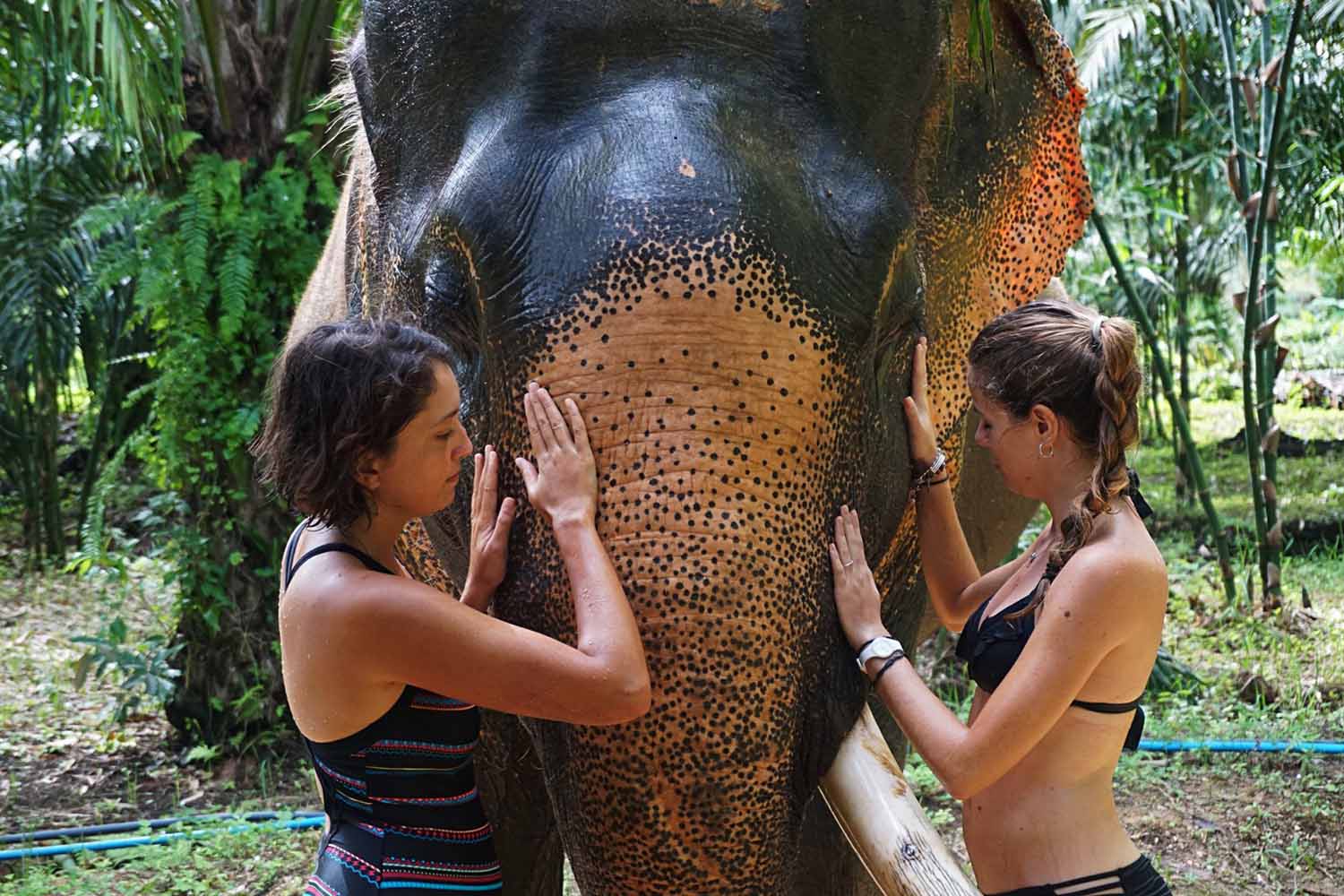 guide to the best Khao Sok elephant sanctuary