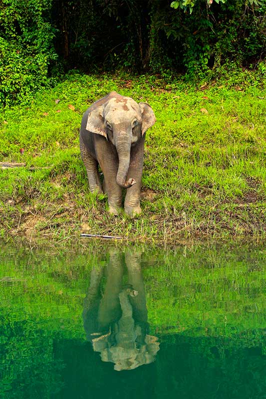 Elephant seen on a Cheow Lan lake trip