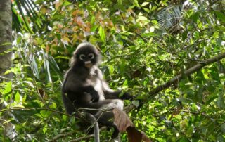 Khao Sok plants and animals