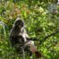 Khao Sok plants and animals