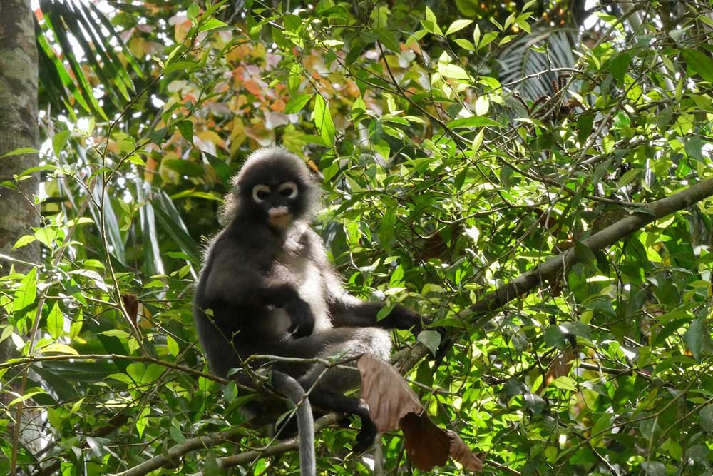 Khao Sok plants and animals