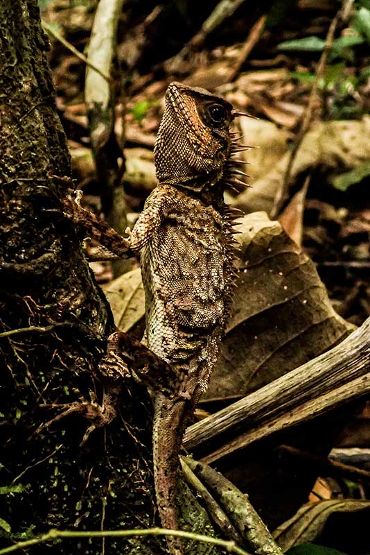 Khao Sok Trekking tour - Lizard