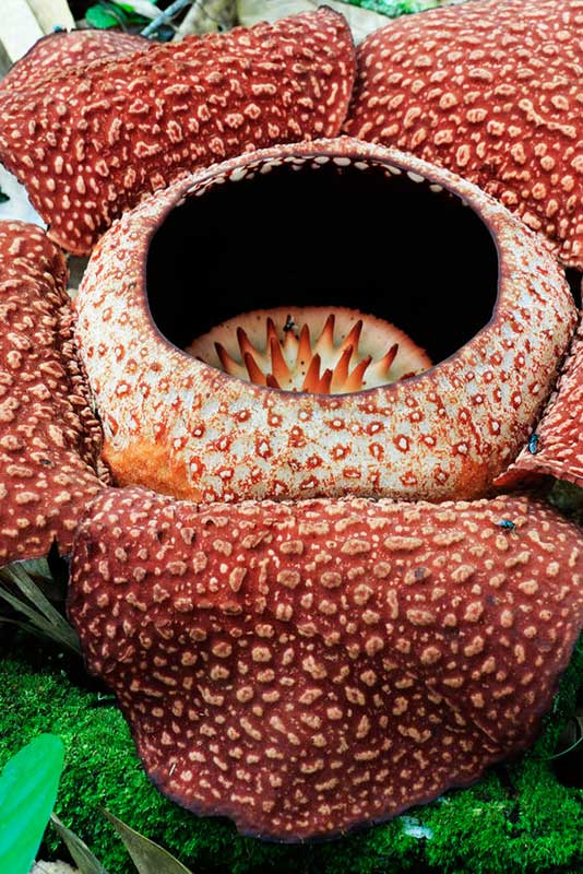 Rafflesia Flower