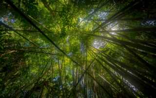 Trekking in Klong Phanom National Park