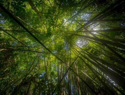 Trekking in Klong Phanom National Park