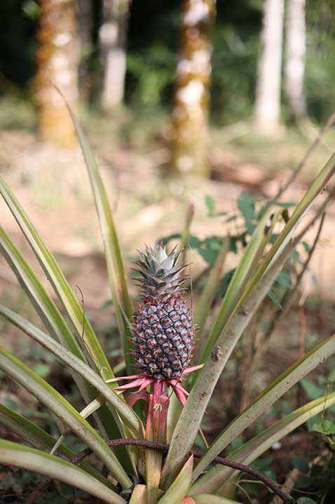 Pineapple farm